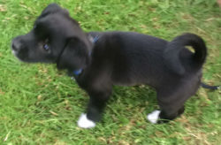 Hund beim Zwickel